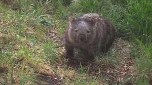 Our Local Wombat running towards me for a cuddle and kiss